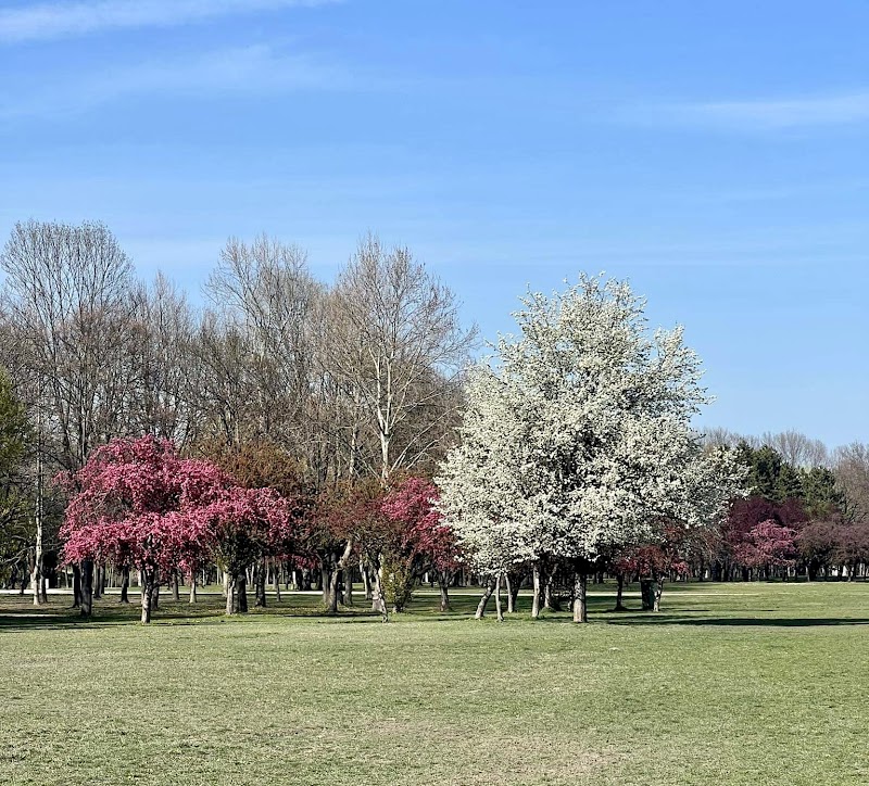 Óbuda Island