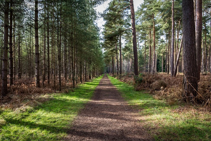 Thetford Forest