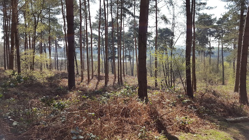 Delamere Forest