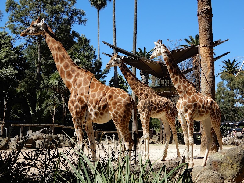 Melbourne Zoo